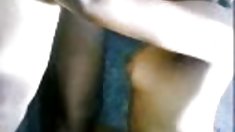 ძაღლი kennel ევრო ნაშები Swingers