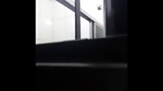 მოყვარული 5