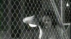 შენი ცოლი, სამი!