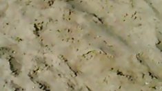 სპორტული ლიფი (cute pink ძუძუს თავები)