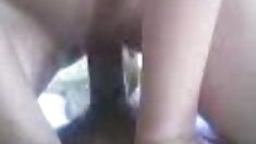 ტრაკი ქერქიჭამიების ერთსულოვანი 16