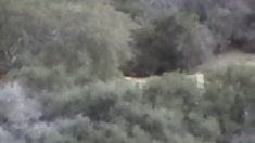 დინა ცხელი belly dancer