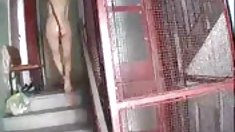 მოსავალი: გერმანული დაკარგული კვერცხი tragodie' 1976