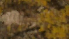 საბოლოო ვარსკვლავი vol. 1