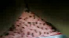 Asian girls - არა,